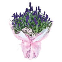 Chậu Lavender Trung Gói