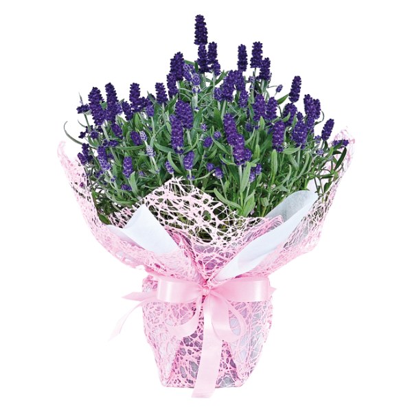 Chậu Lavender Trung Gói
