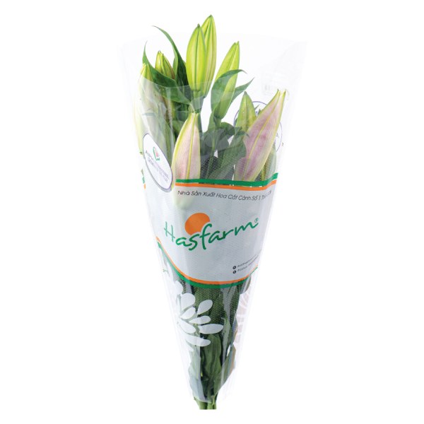 Hoa Lily Dalat Hasfarm