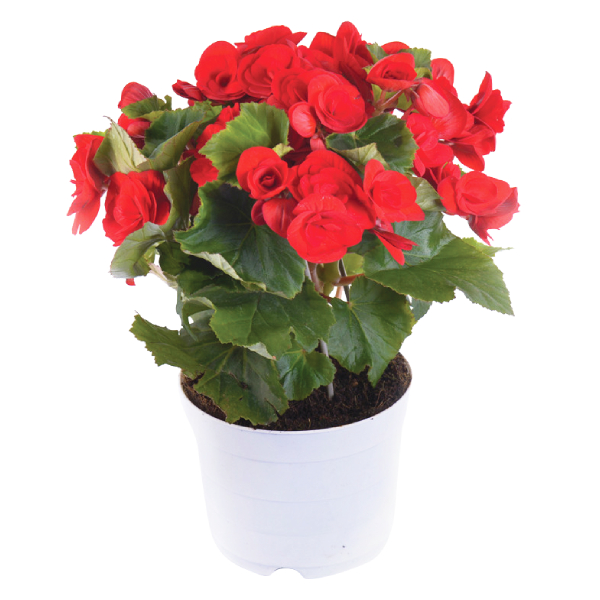 Chậu Thu Hải Đường