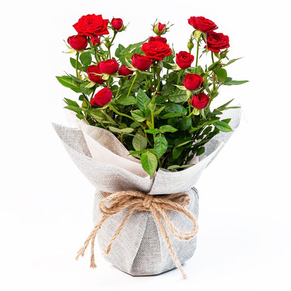 Chậu Hoa Hồng Gói