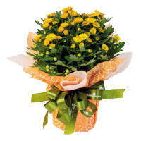 Chậu Pico Cúc Trung Gói