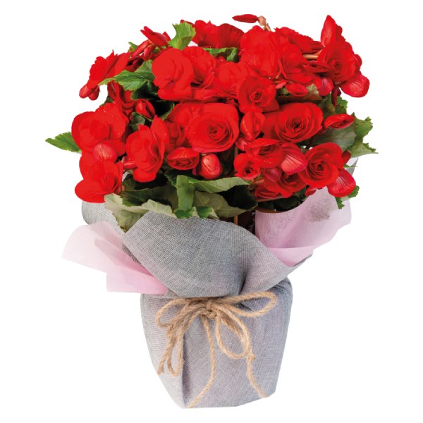 Chậu Thu Hải Đường Gói