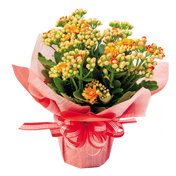 Chậu Sống Đời Trung Kép Gói 