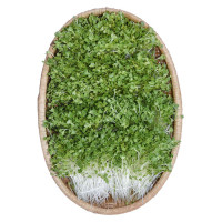 Rau Mầm Bông Cải Xanh 150G