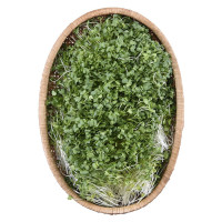 Rau Mầm Cải Ngọt 200G